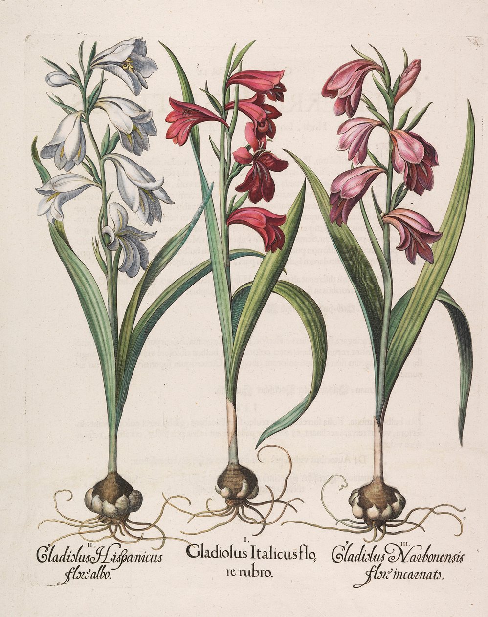 Gladiolus italicus röd blomma, 1613 av Basilius Besler
