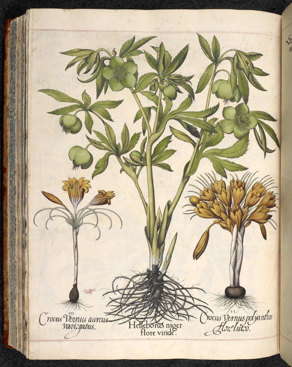 Helleborus niger, Crocus vernus, från Hortus Eystettensis, av Basilius Besler av Basilius Besler