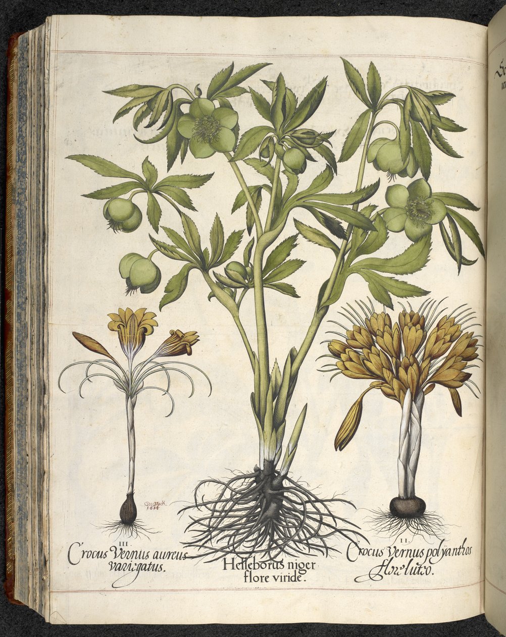 Helleborus niger, Illustration från 