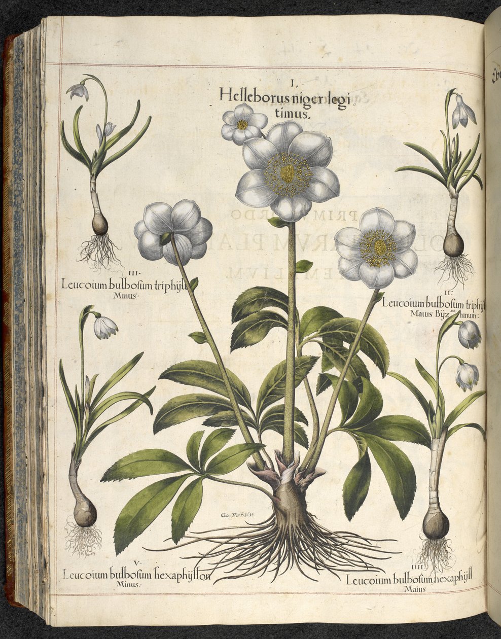 Helleborus niger, Illustration från 