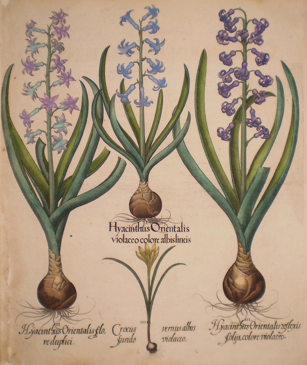 Hyacinthus orientalis floreduplici-Hyacinthus orientalis violaceo albislienis-Crocus vernus albus fundo violaceo-Hyacinthus orientalis reflexis folys colore violaceo av Basilius Besler