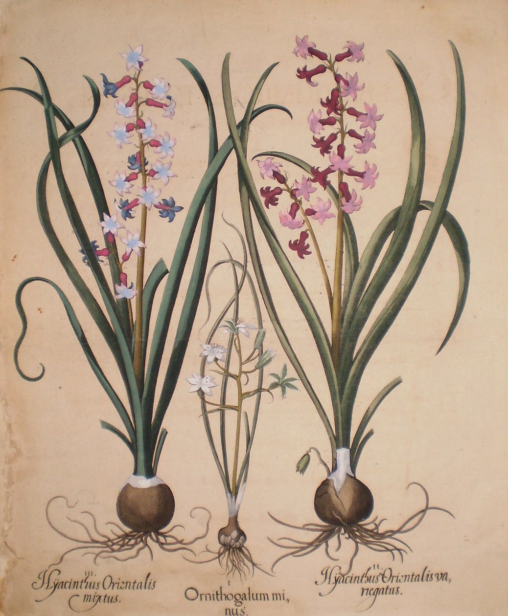 Hyacinthus orientalis mixtus-Ornithogalum minus-Hyacinthus orientalis veriegatus av Basilius Besler