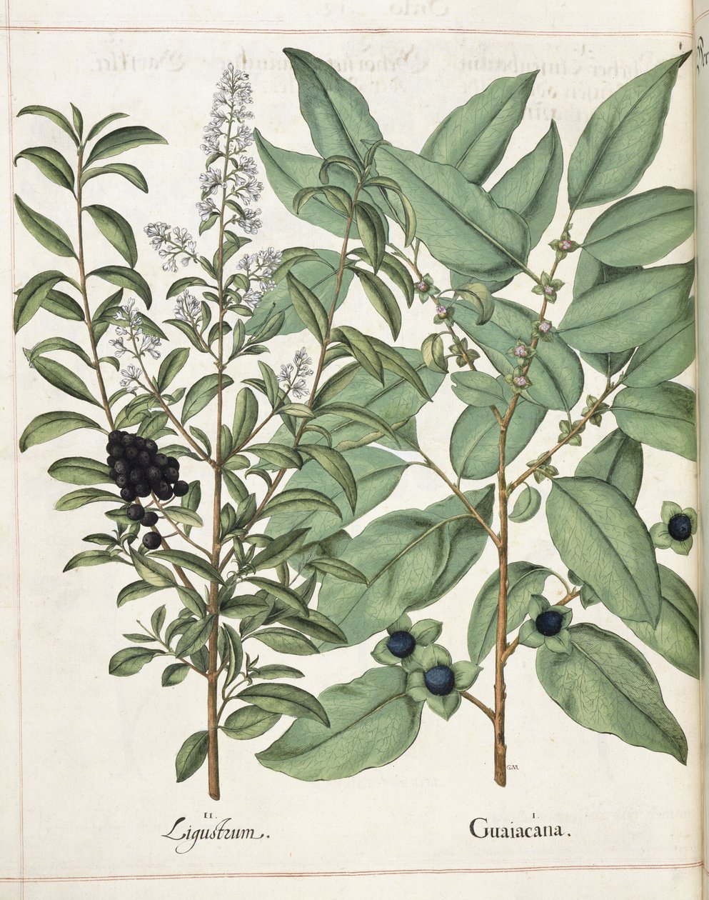 Ligustrum och Guiacana, från 