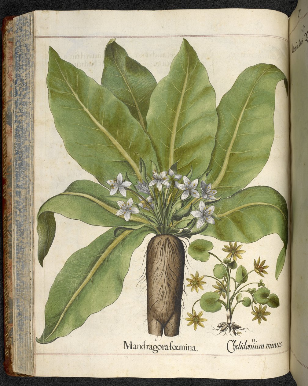 Mandrake Mandrake femina, illustration från 
