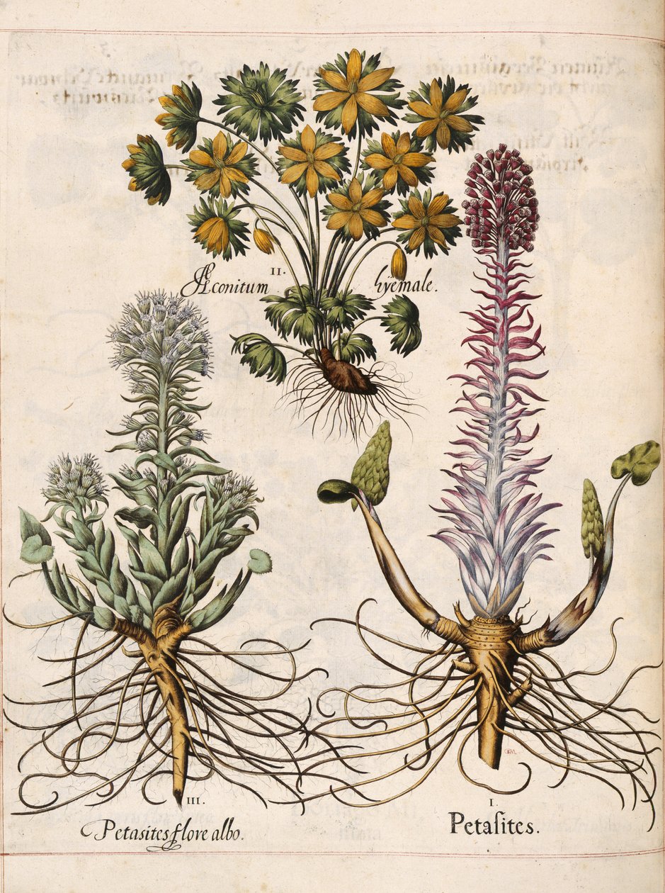 Petasites, från 