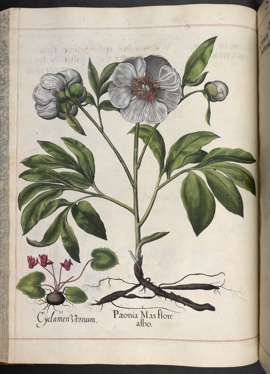 Tallrik 106: Cyclamen Vernum, Paonia Mas flore albo, från Hortus Eystettensis, av Basilius Besler av Basilius Besler