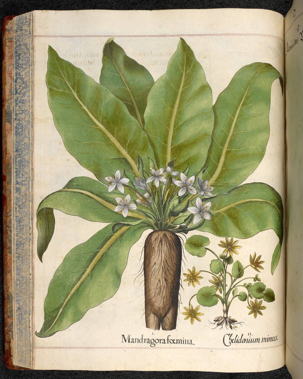 Tavla 29: Mandragora femina (Mandrake), från Hortus Eystettensis, av Basilius Besler av Basilius Besler