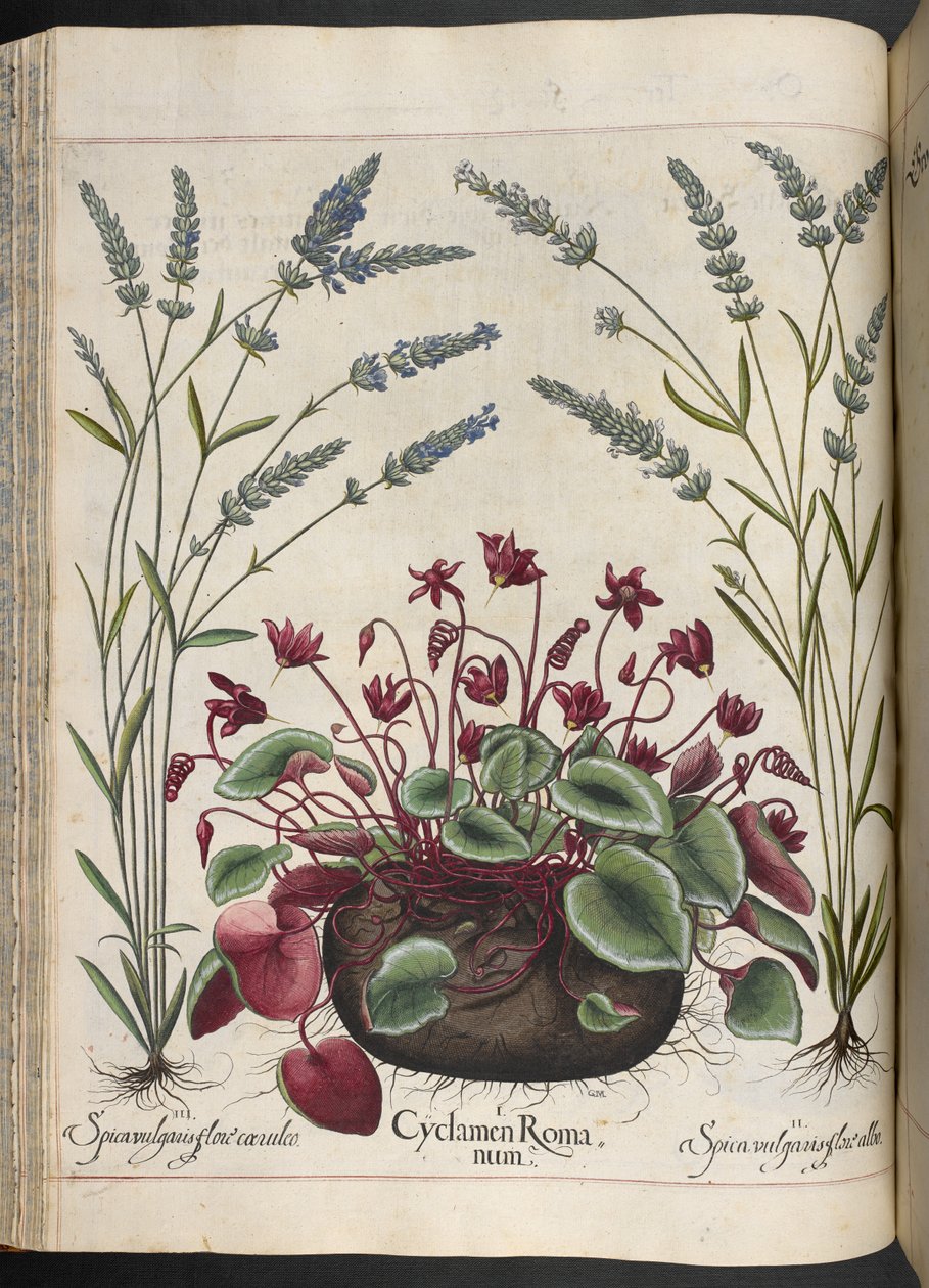 Tavla 347: Cyclamen Romanum, från Hortus Eystettensis, av Basilius Besler av Basilius Besler