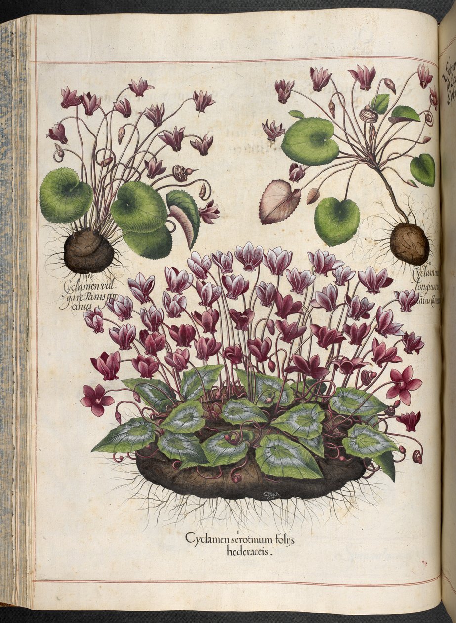 Tallrik 348: Cyclamen.  Eystettens trädgård, ...  Basil Besler  1613 av Basilius Besler