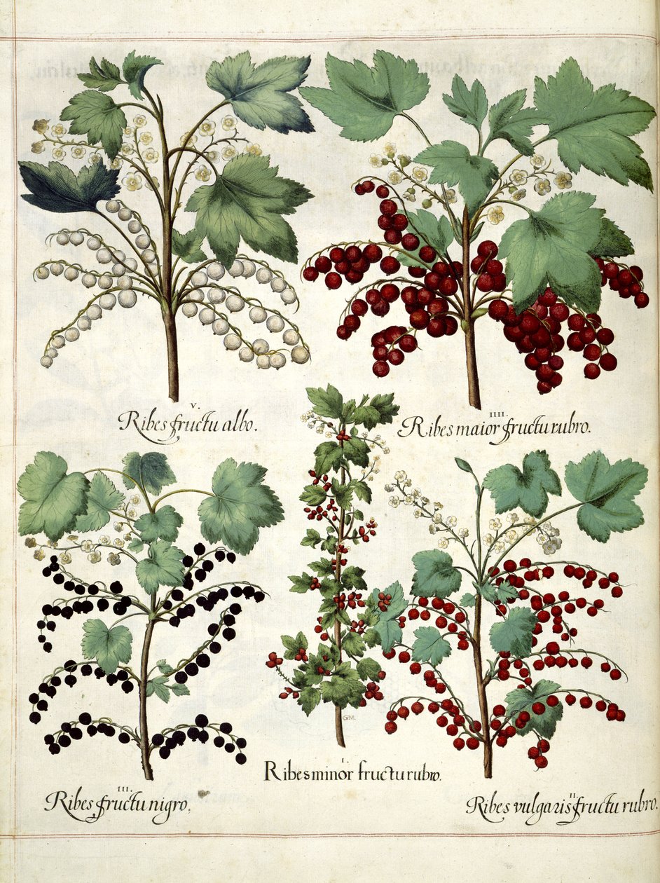 Röda och svarta vinbärsväxter, från 