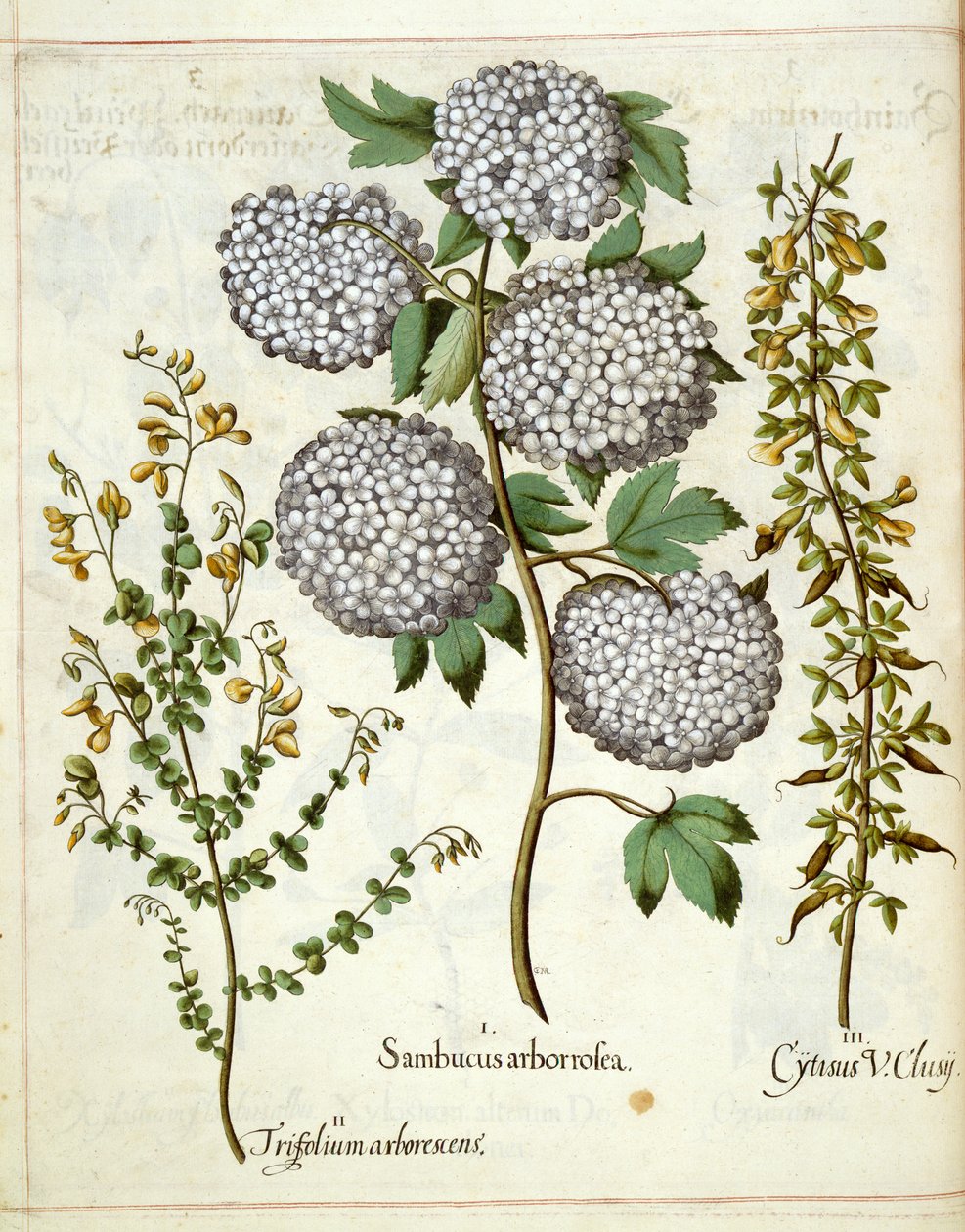 Fläder, Trillium och Cytisus, från Hortus Eystettensis av Basilius Besler