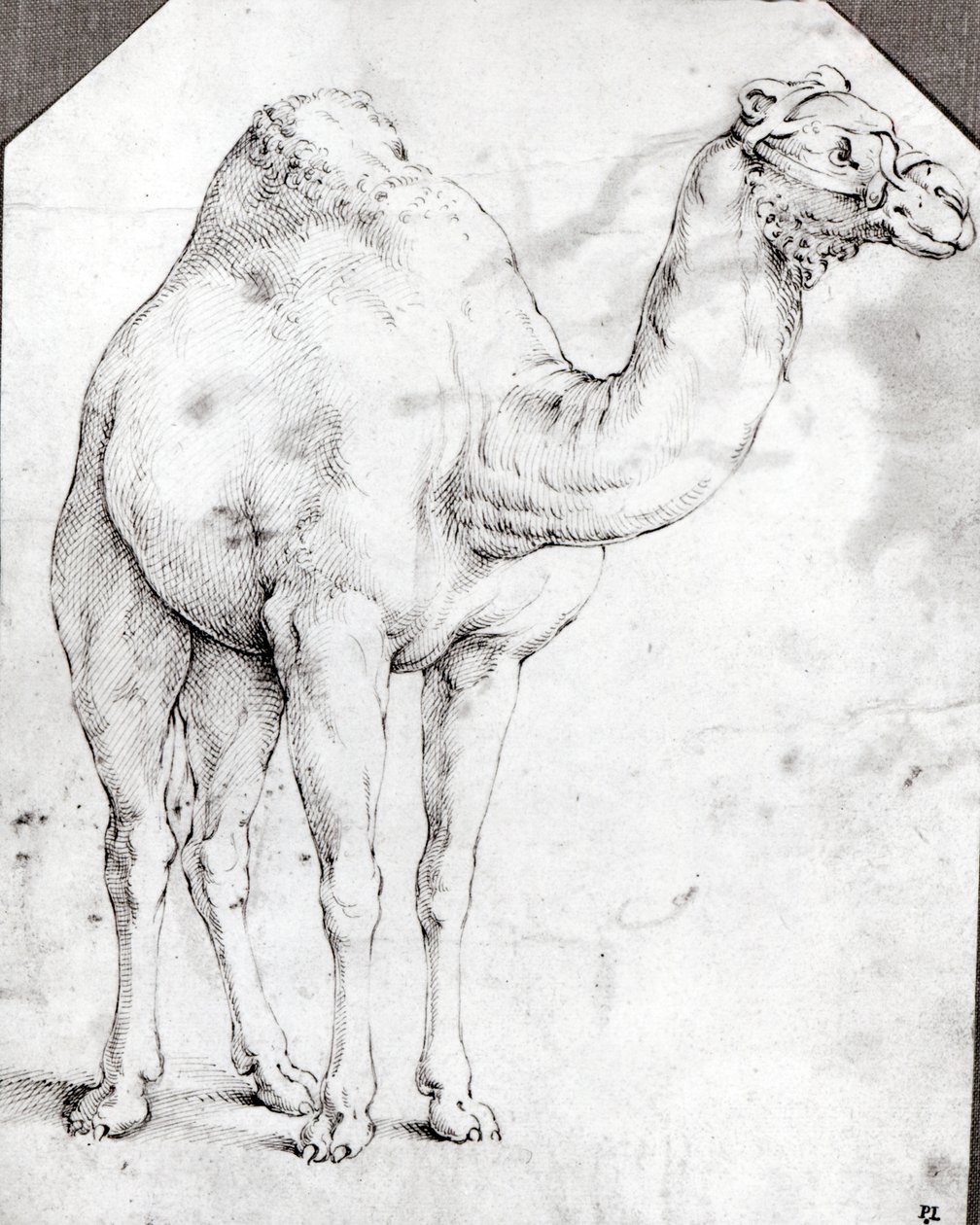 Camel swed av Battista Franco