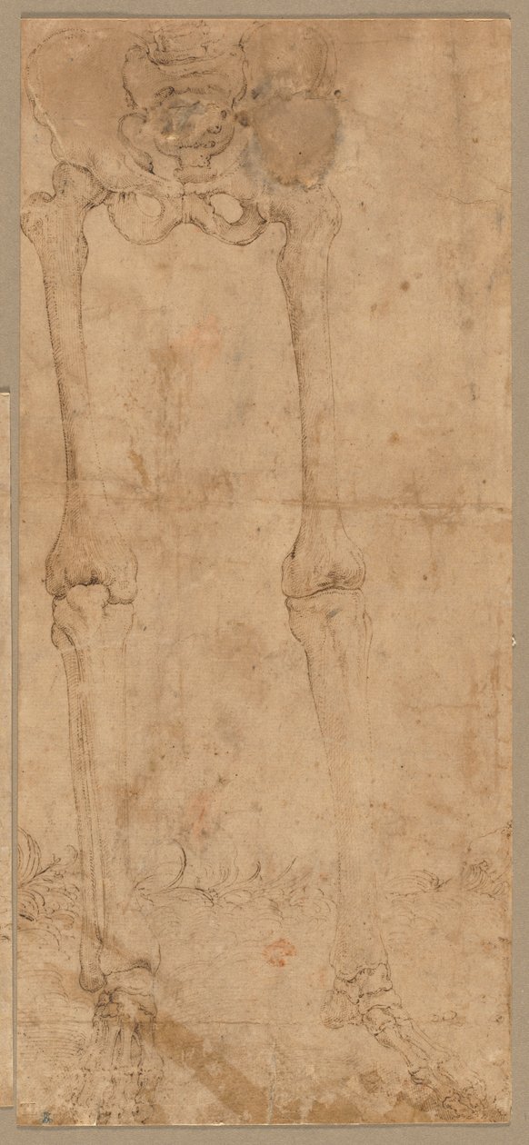 Nedre halvan av skelett från fronten, tidigt 1540-tal. av Battista Franco
