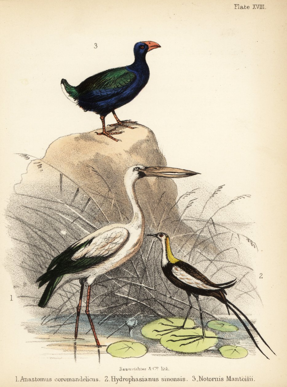 Asiatisk näbb, fasansvansjacana och takahe. 1855 (litografi) av Bauerrichter