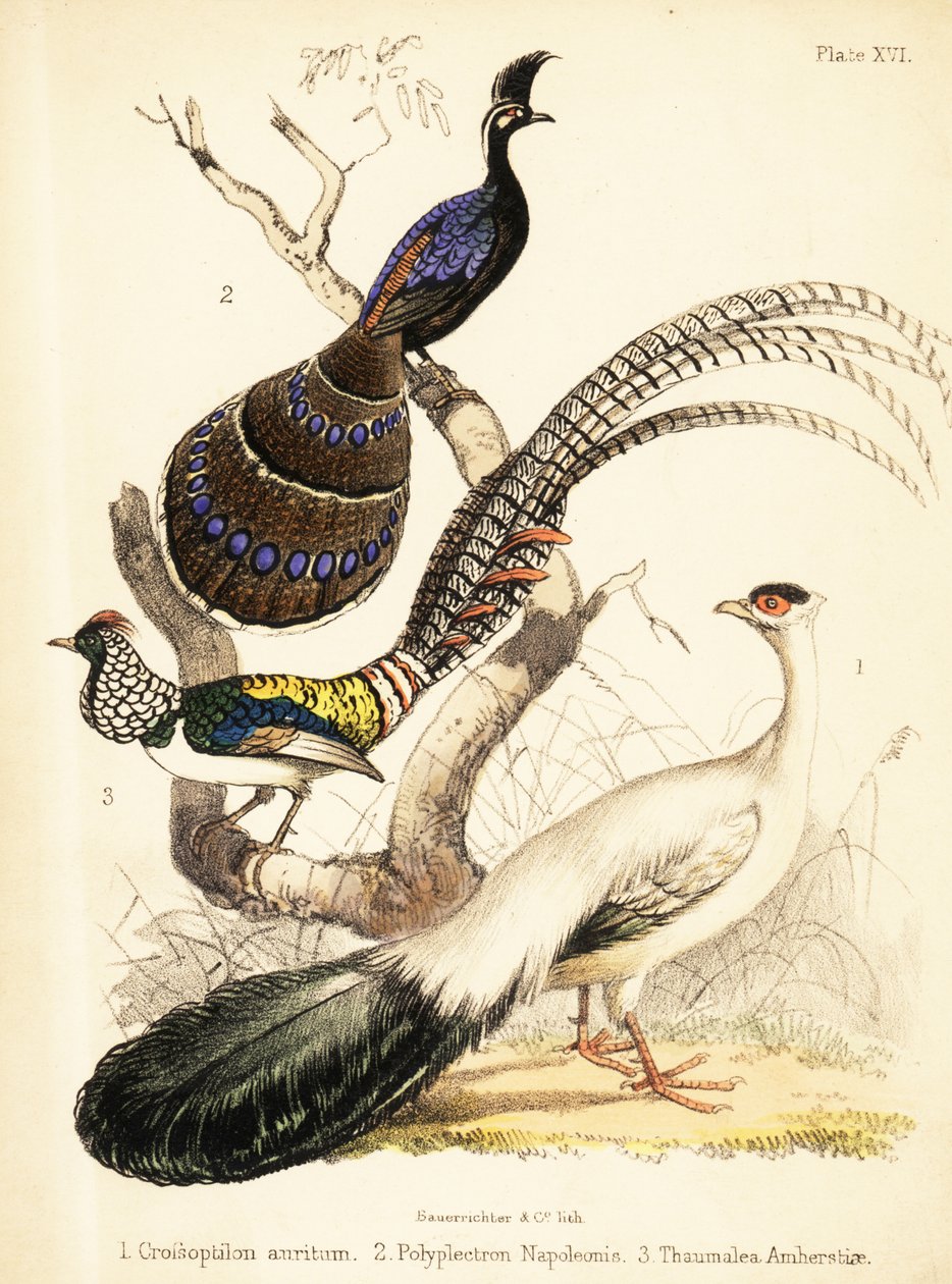 Blåörad fasan, Palawan-påfågelfasan och Lady Amhersts 1855 (litografi) av Bauerrichter