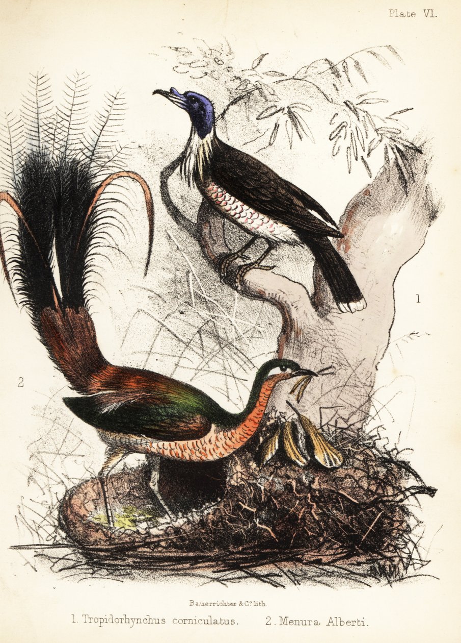 Friarbird och lyrebird. 1855 (litografi) av Bauerrichter