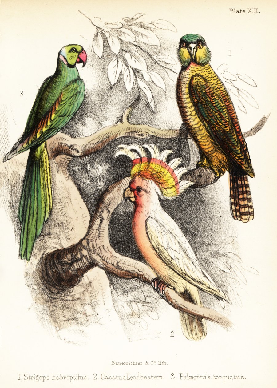 Kakapo, major Mitchells kakadua och Alexandrine parakit. 1855 (litografi) av Bauerrichter