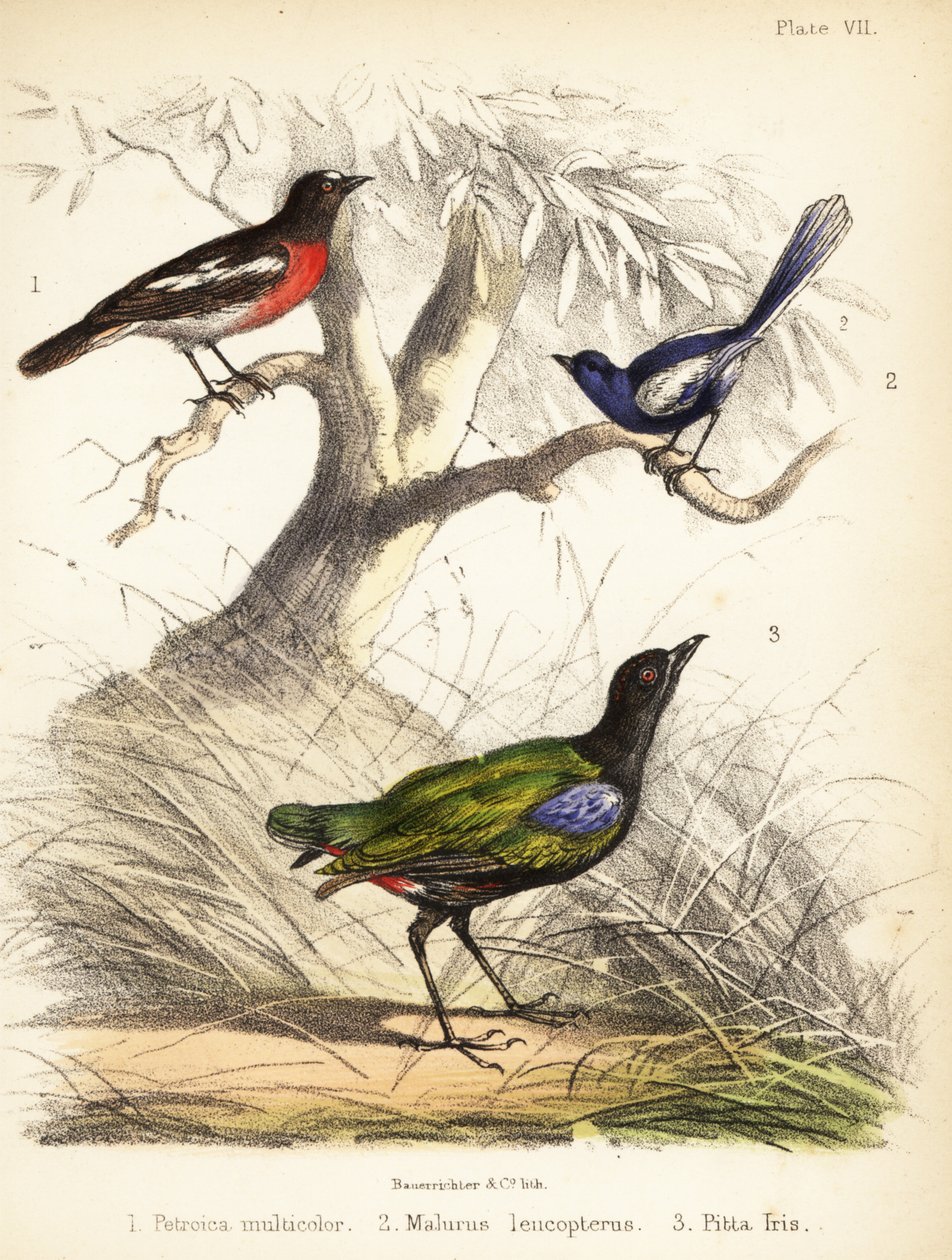 Stillahavsrödhake, vitvingad älvgräs och regnbågspitta. 1855 (litografi) av Bauerrichter
