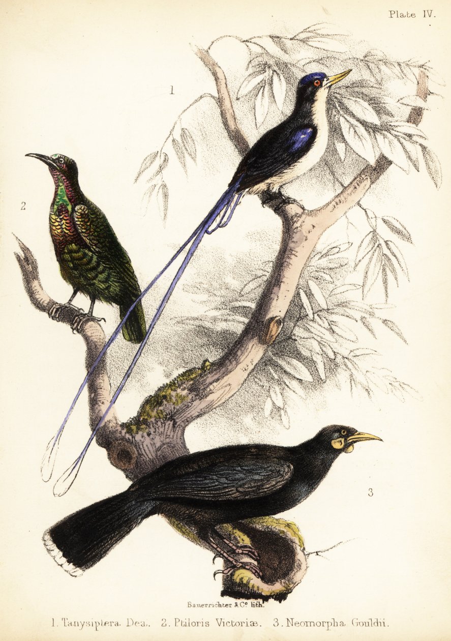 Paradiskungsfiskare, Victorias gevärsfågel och utdöd huia. 1855 (litografi) av Bauerrichter