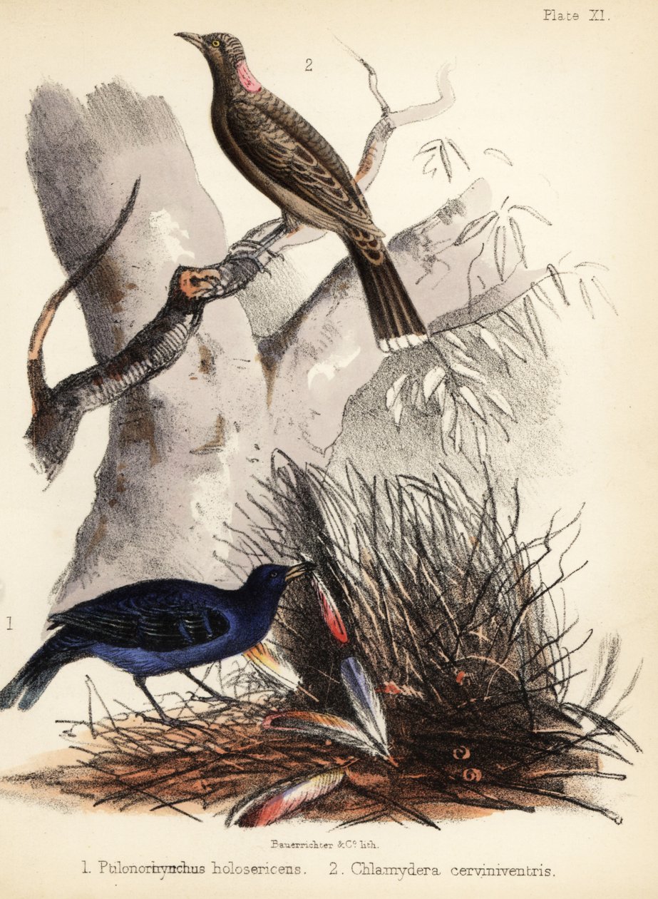 Satin och fawn-breasted bowerbirds. 1855 (litografi) av Bauerrichter