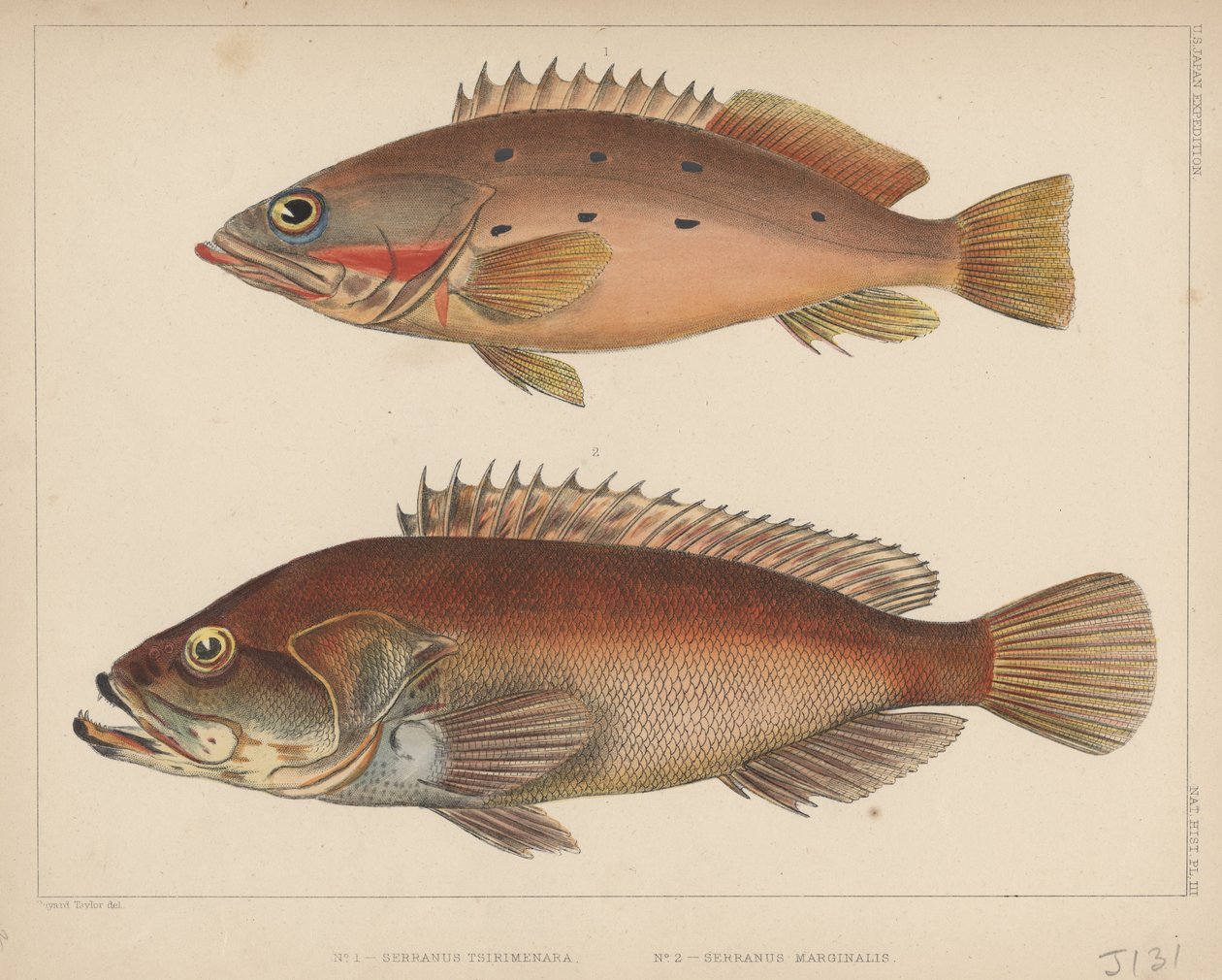 1. Serranus Tsirimenara, 2. Serranus Marginalis, 1855 av Bayard Taylor