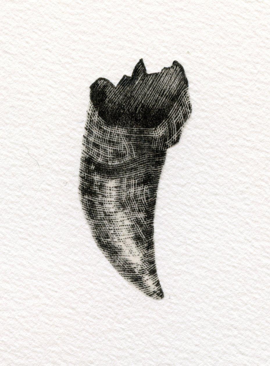 Feline Tooth, 2014, (trägravyr på papper) av Bella Larsson