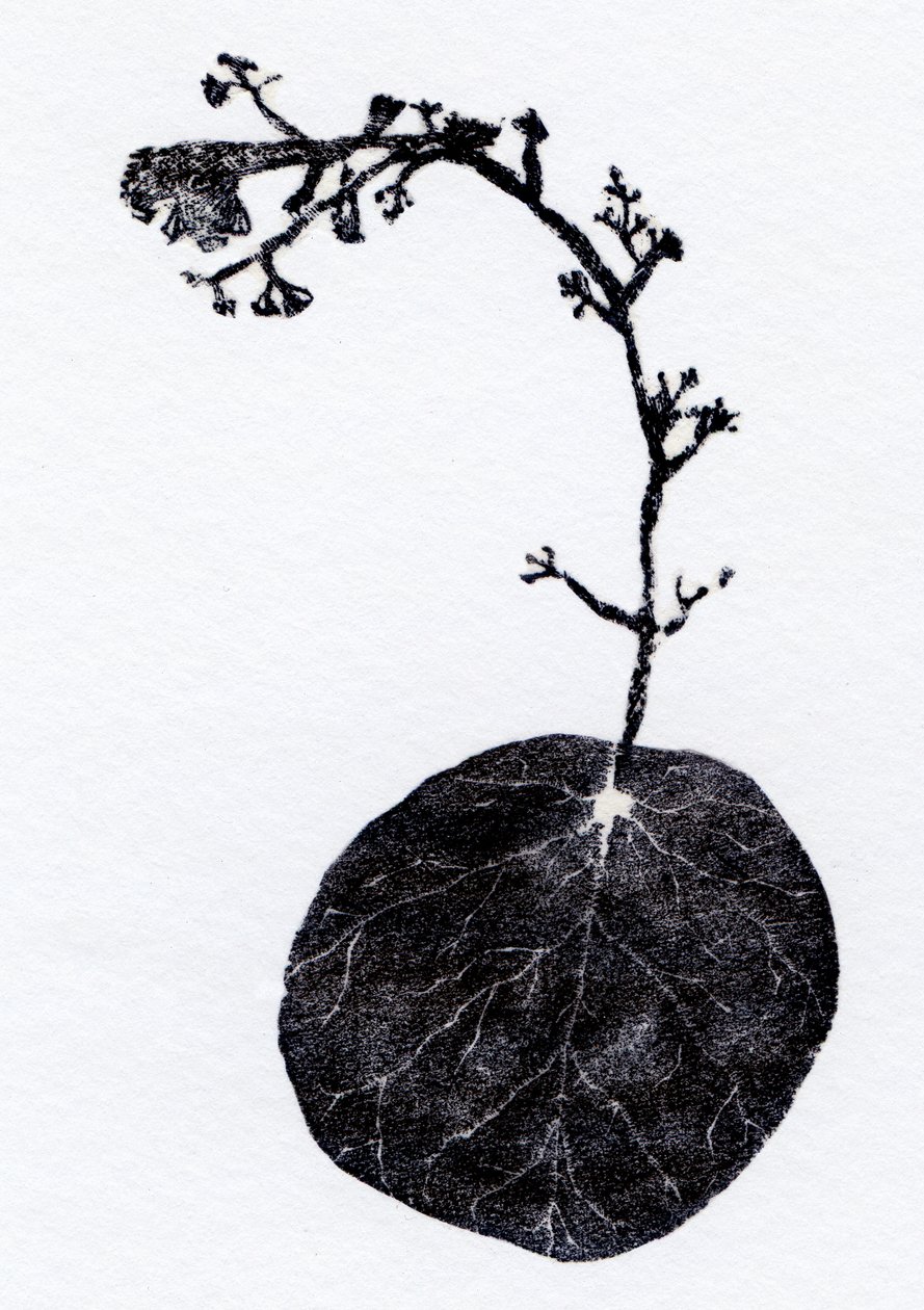 Lichen Leaf, 2014 (Trägravyr, collage på papper) av Bella Larsson