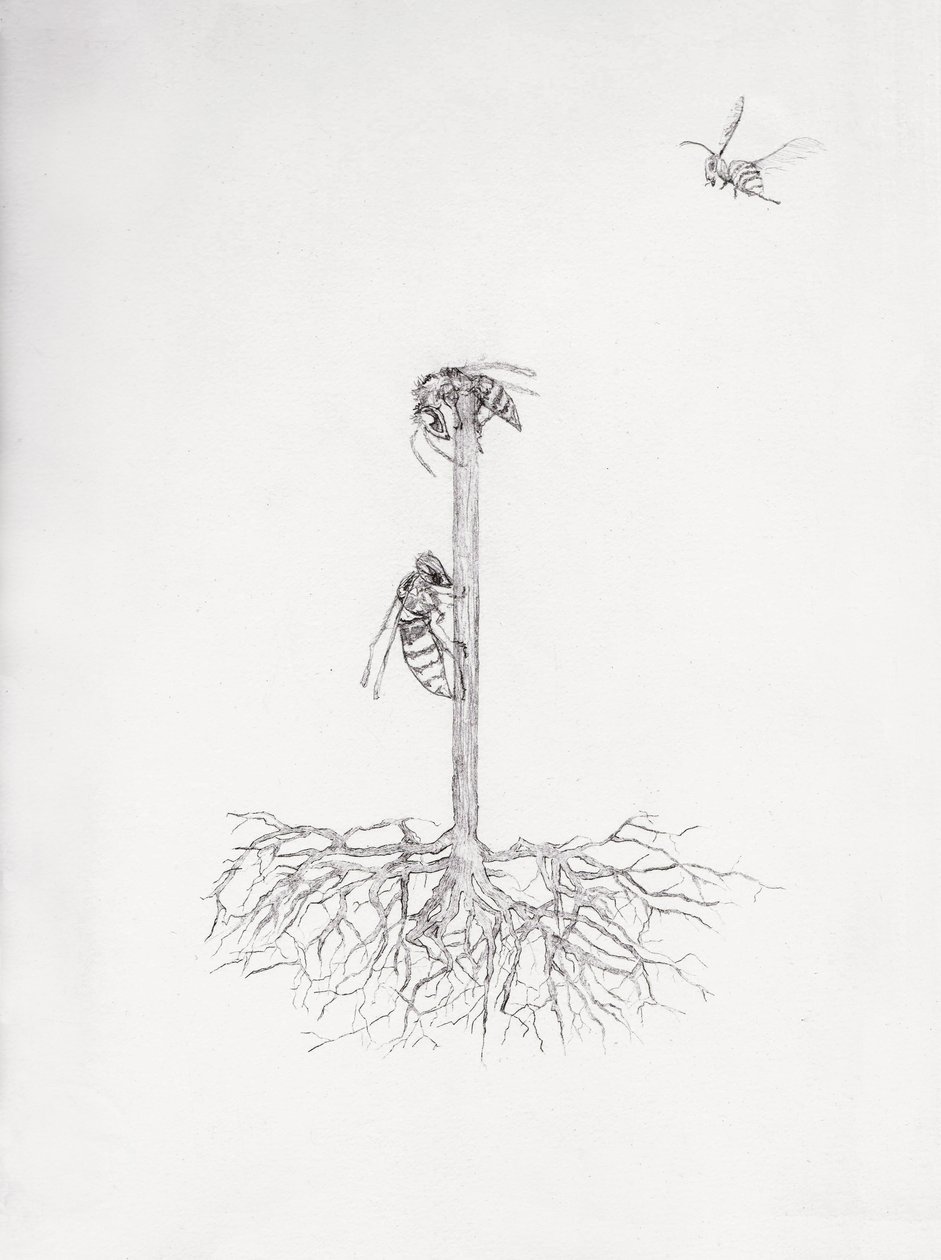 Wasp Tree, 2021 (torrnål och blyerts på papper) av Bella Larsson