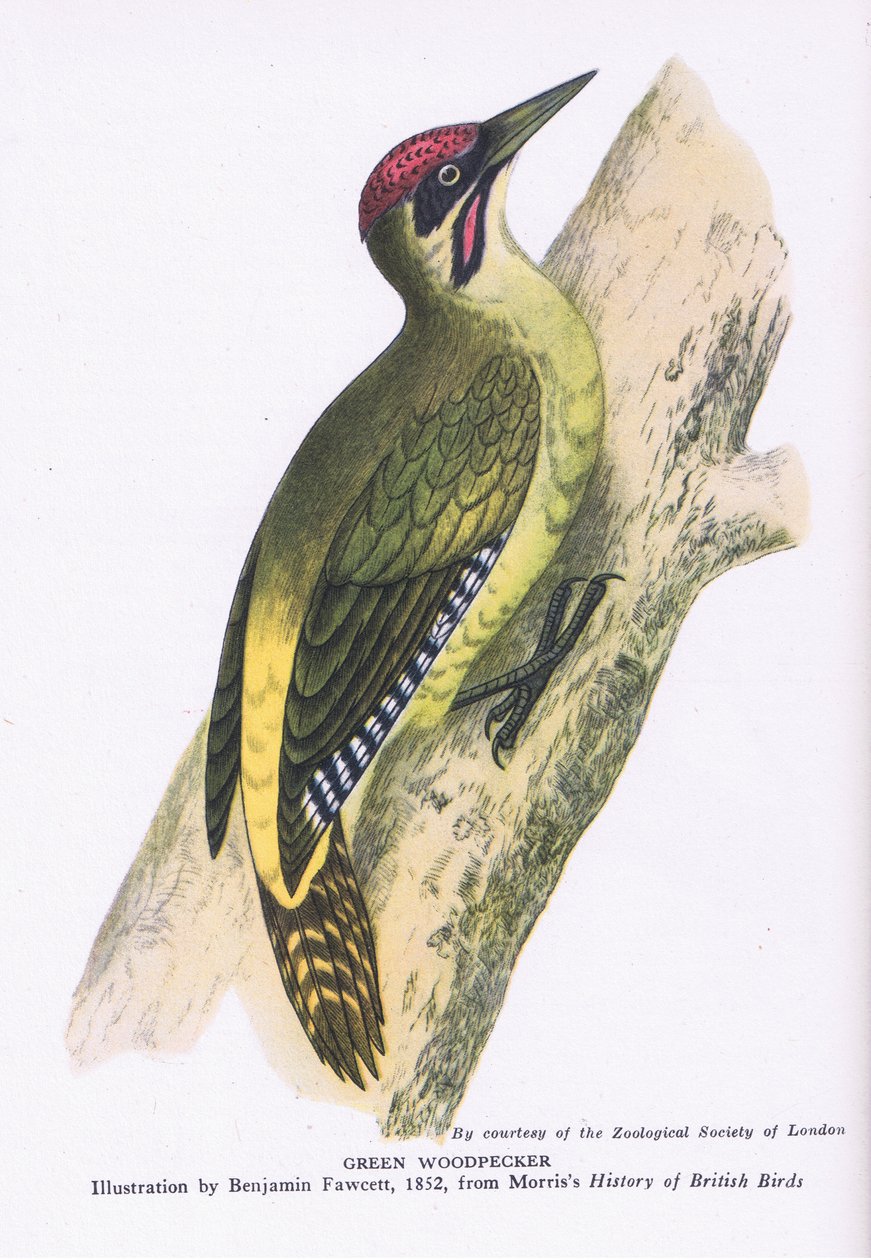 Green Woodpecker, Nature in Britain publicerad av Collins av Benjamin Fawcett