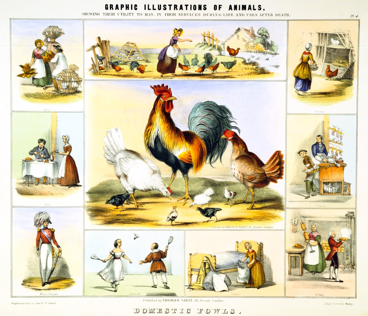 Tamfågel, c1850 av Benjamin Waterhouse Hawkins
