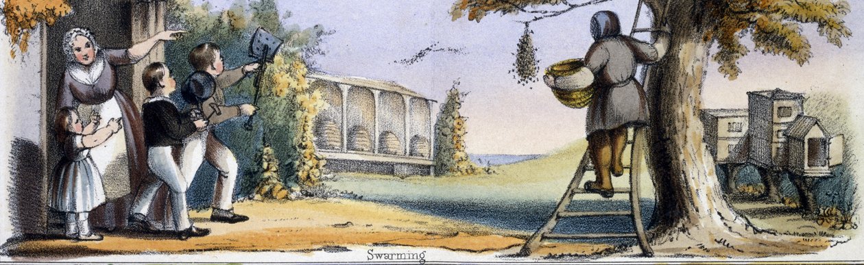 Svärmande, från biet i grafiska illustrationer av djur - visar deras nytta för människan i deras anställning under livet och användningen efter döden, ca 1845 av Benjamin Waterhouse Hawkins