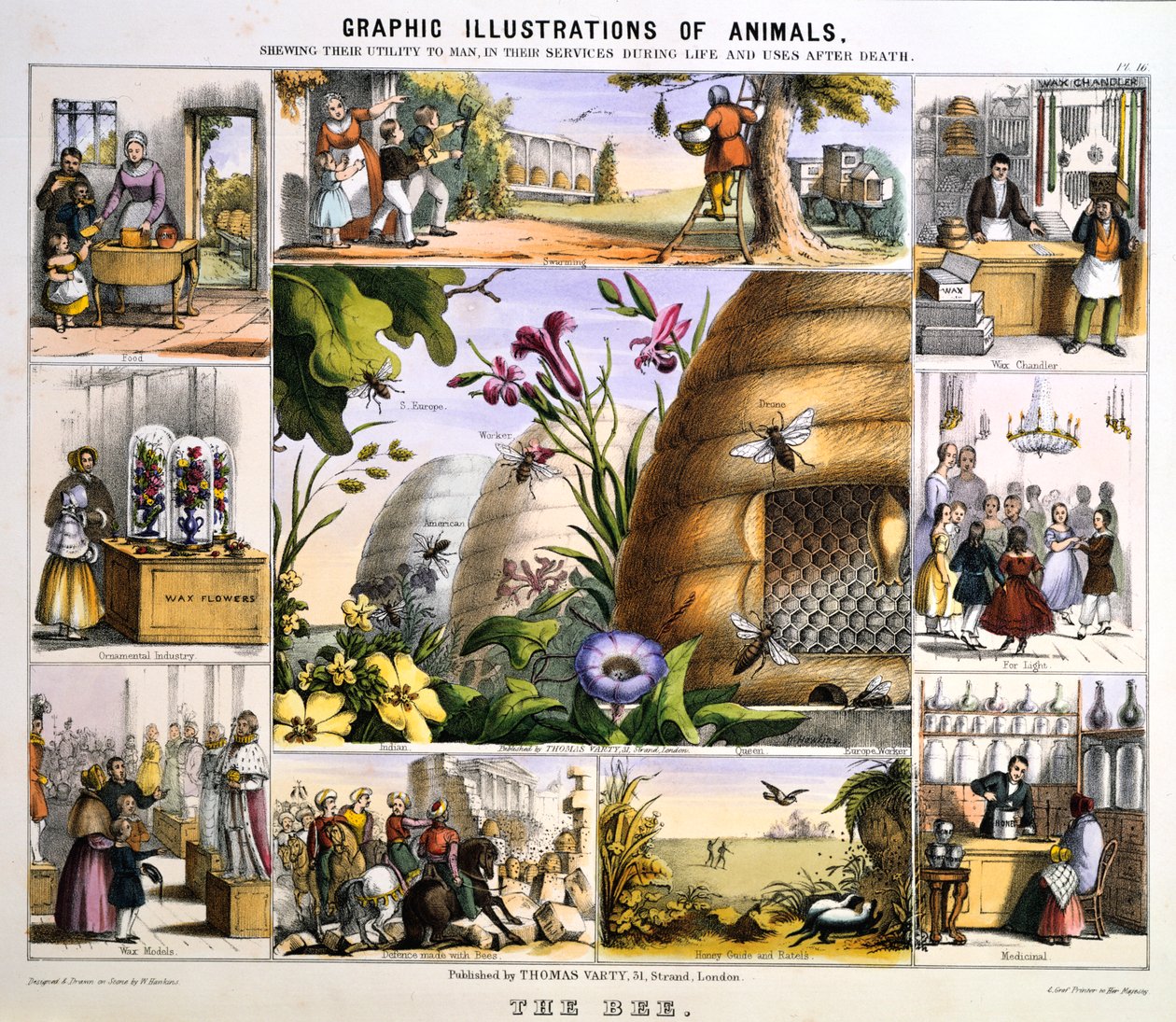 Biet, c1850 av Benjamin Waterhouse Hawkins