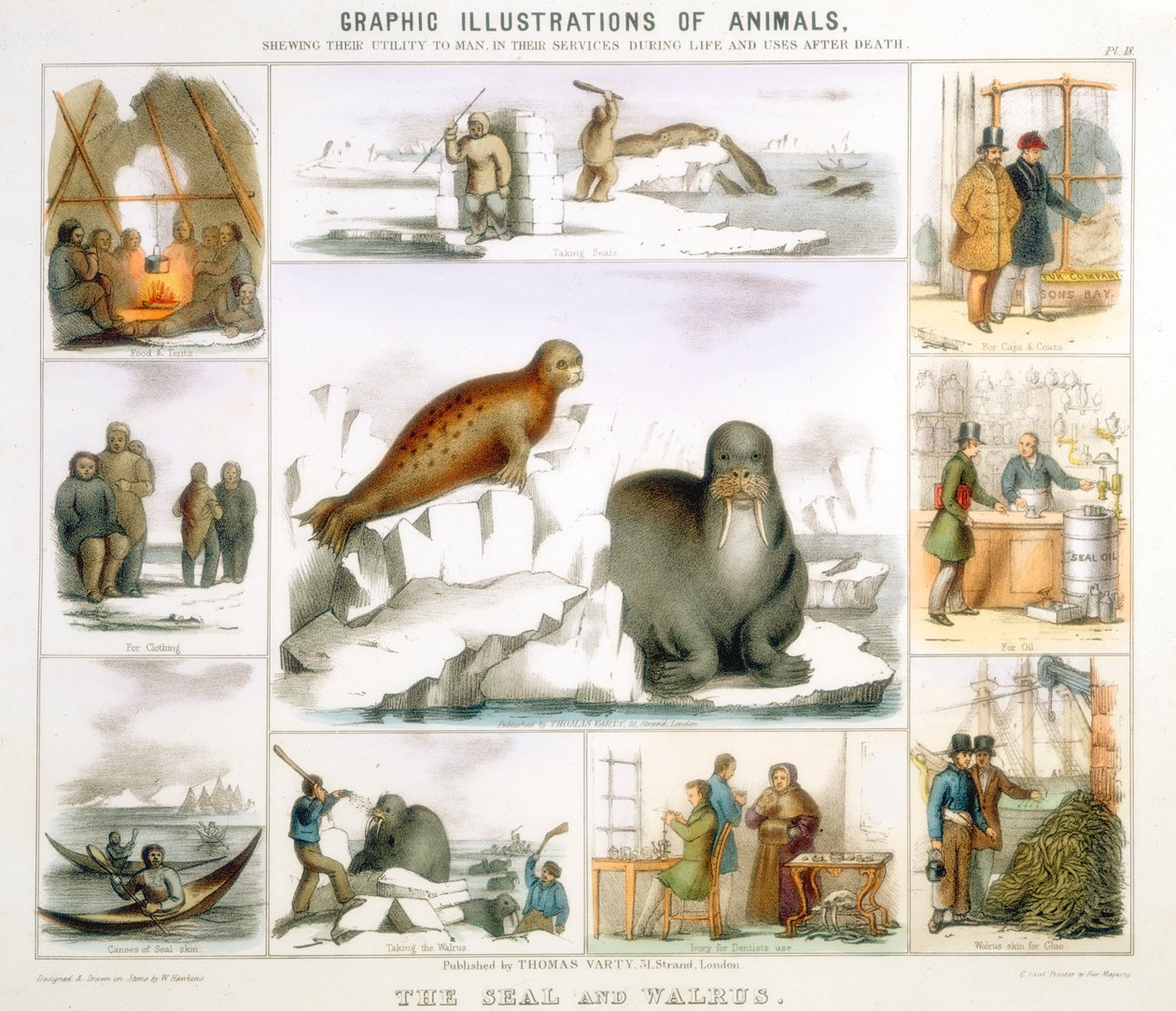 Sälen och valrossen, c1850 av Benjamin Waterhouse Hawkins