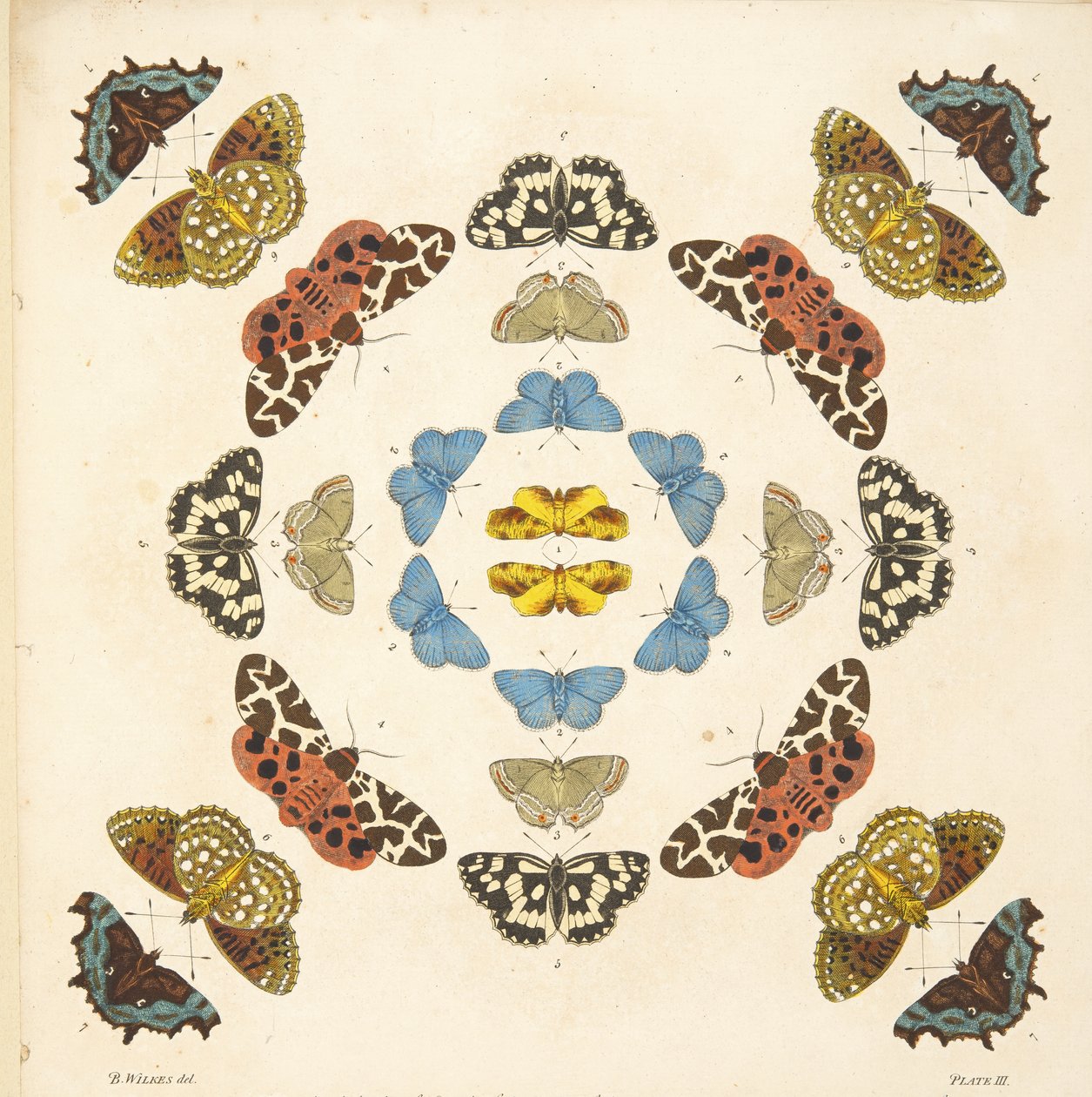 Detalj från tallrik III, från En sällsynt skildring av fjärilar och malar, pub. 1764 (handfärgad gravyr) av Benjamin Wilkes