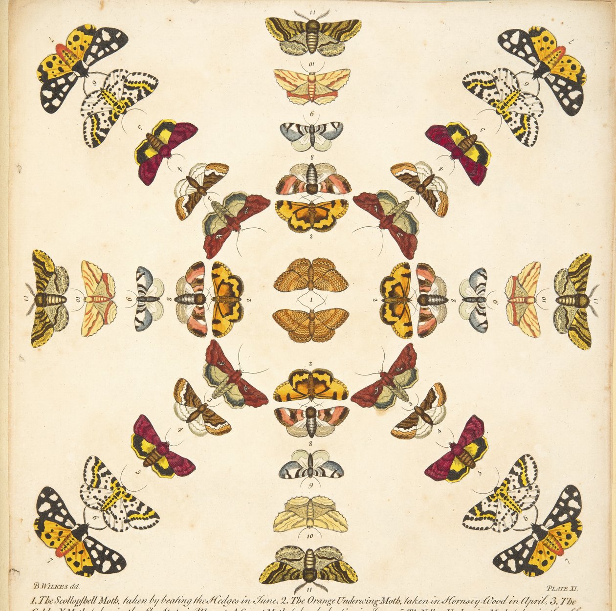 Detalj från plattan XI, från En sällsynt skildring av fjärilar och malar, pub. 1764 (handfärgad gravyr) av Benjamin Wilkes
