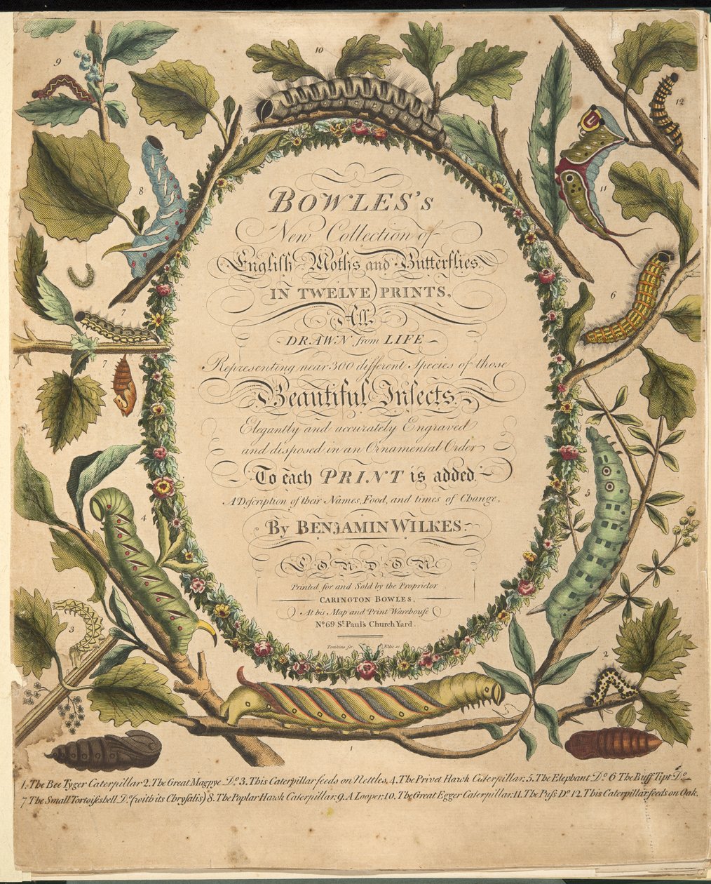 Frontispice, från En sällsynt skildring av fjärilar och malar, pub. 1764 (handfärgad gravyr) av Benjamin Wilkes