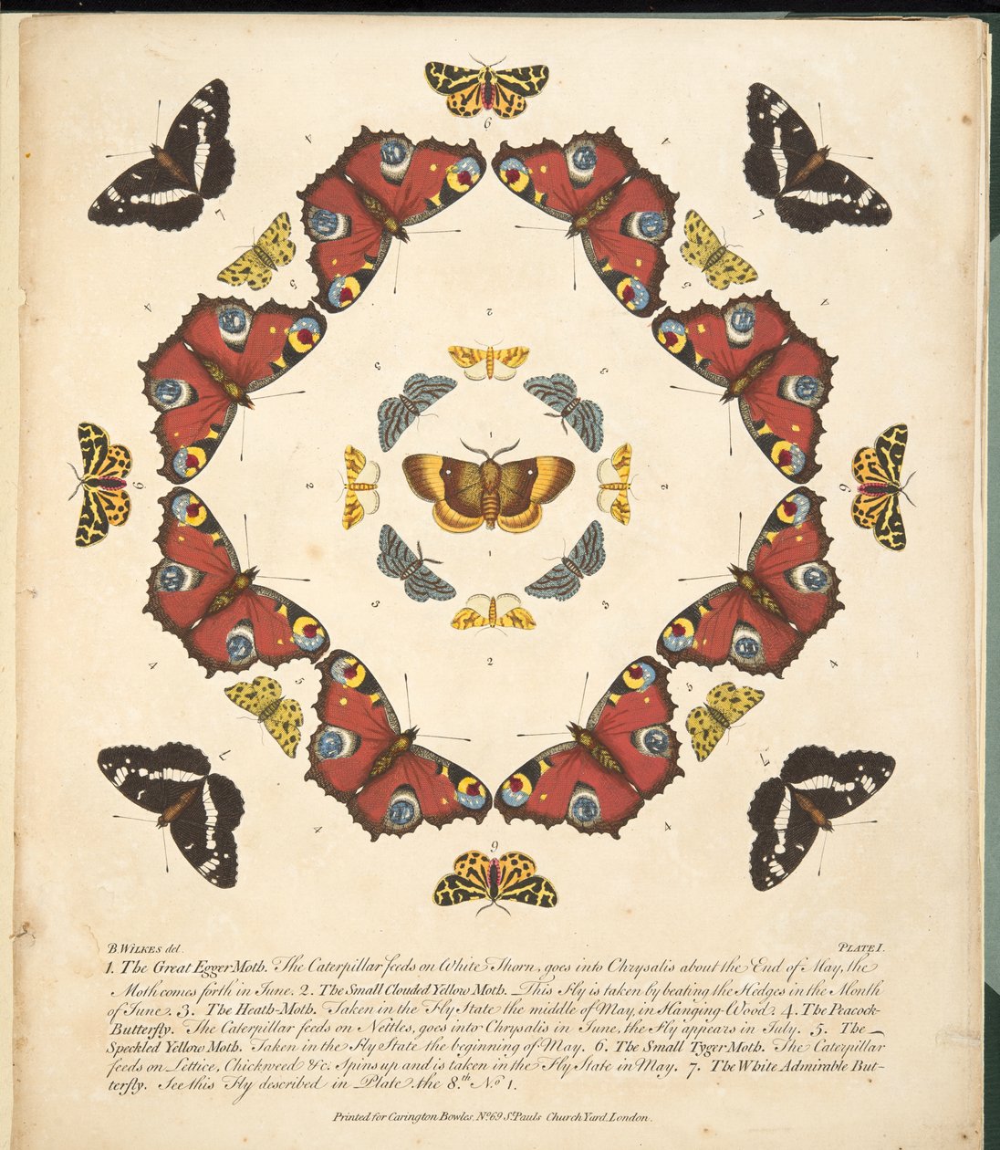 Platta 1, från En sällsynt skildring av fjärilar och malar, pub. 1764 (handfärgad gravyr) av Benjamin Wilkes