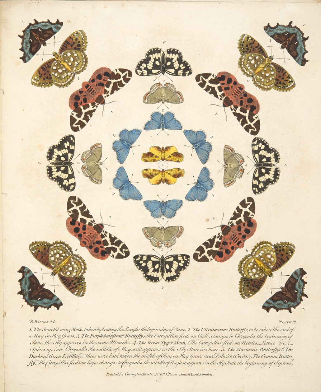 Platta III, från En sällsynt skildring av fjärilar och malar, pub. 1764 (handfärgad gravyr) av Benjamin Wilkes