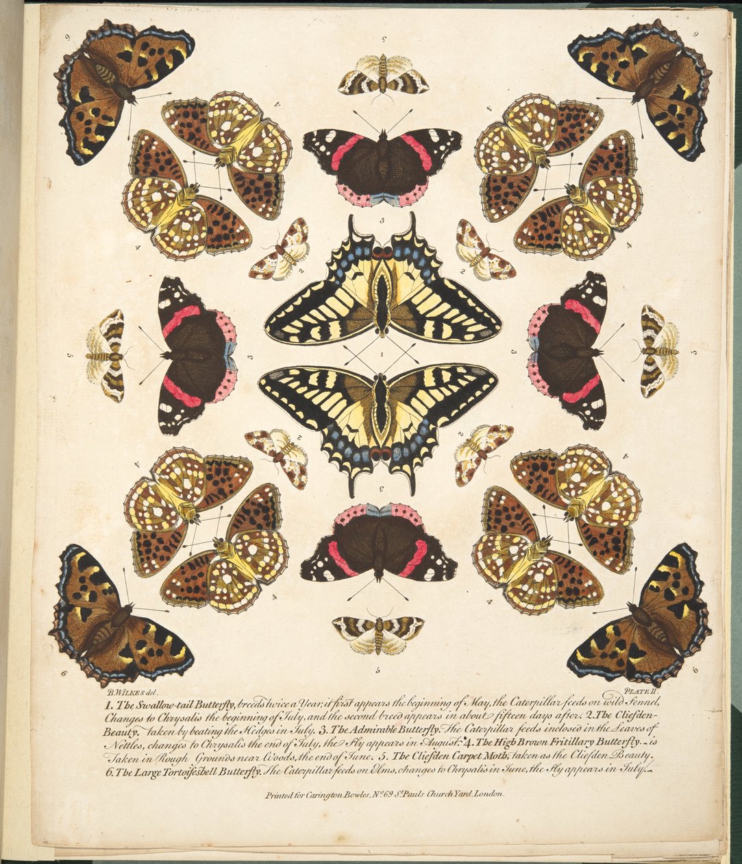 Platta II, från En sällsynt skildring av fjärilar och malar, pub. 1764 (handfärgad gravyr) av Benjamin Wilkes