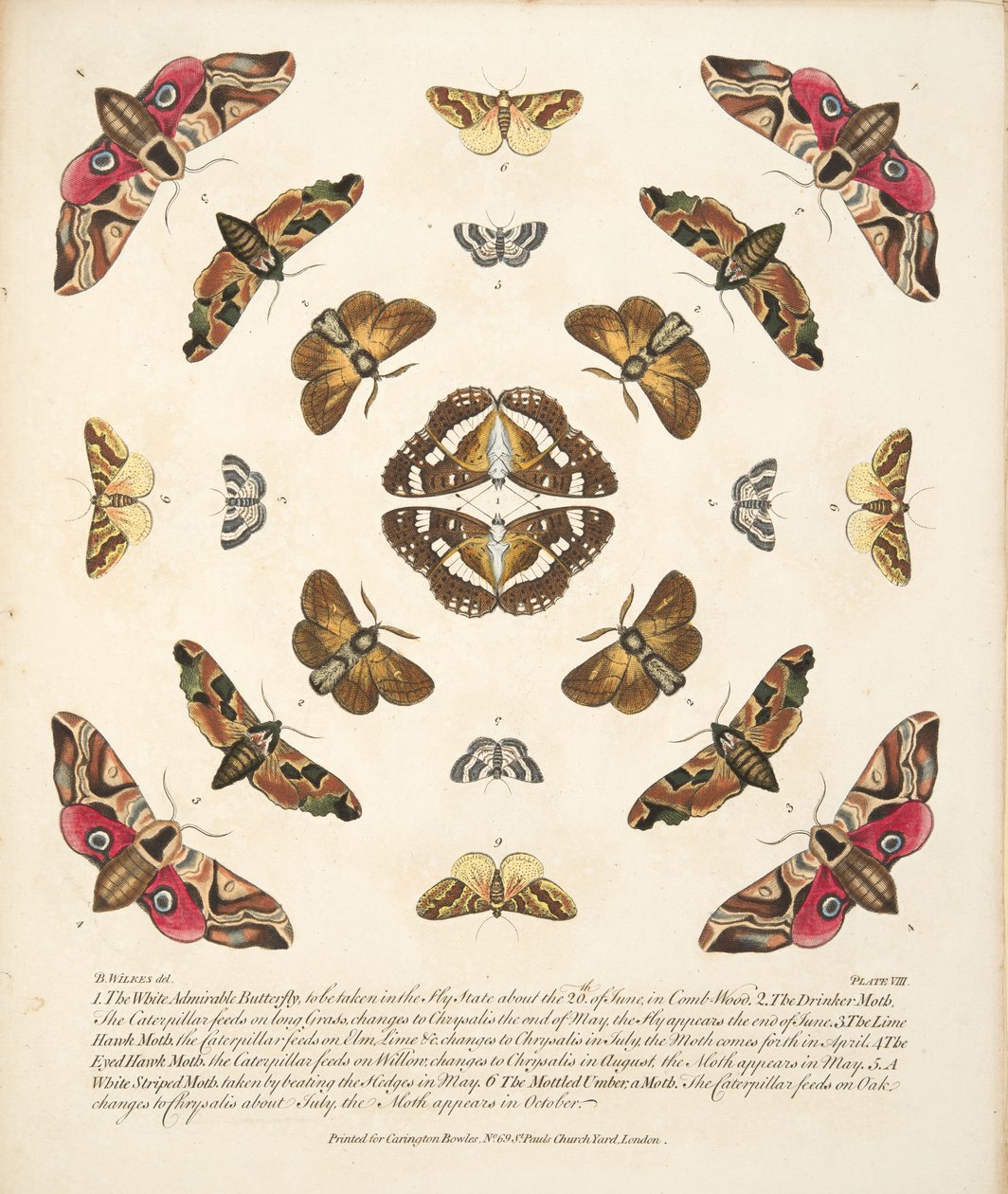 Platta VIII, från En sällsynt skildring av fjärilar och malar, pub. 1764 (handfärgad gravyr) av Benjamin Wilkes