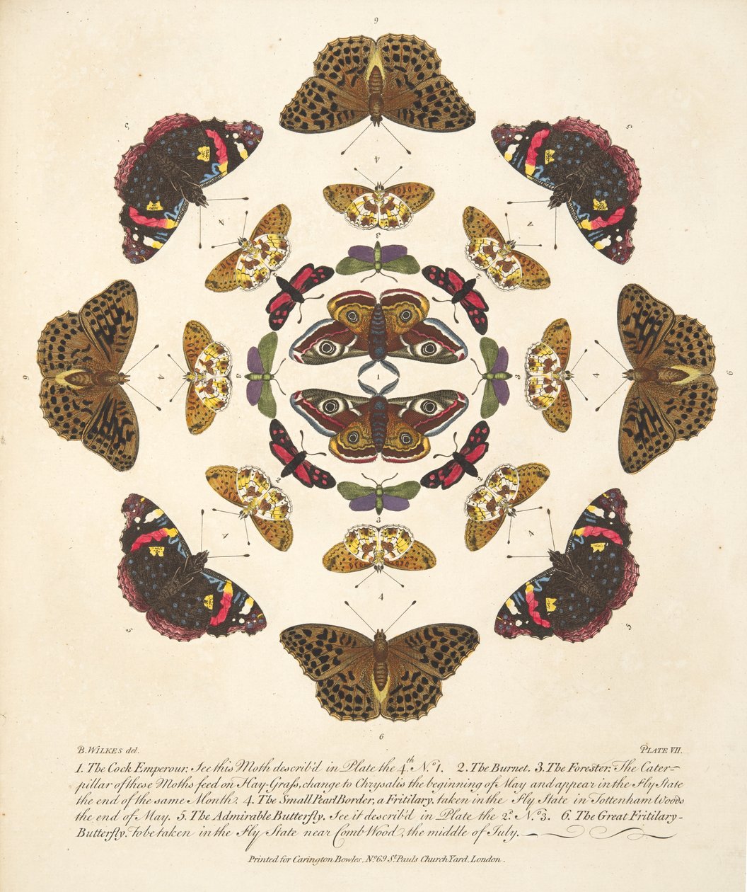 Platta VII, från En sällsynt skildring av fjärilar och malar, pub. 1764 (handfärgad gravyr) av Benjamin Wilkes