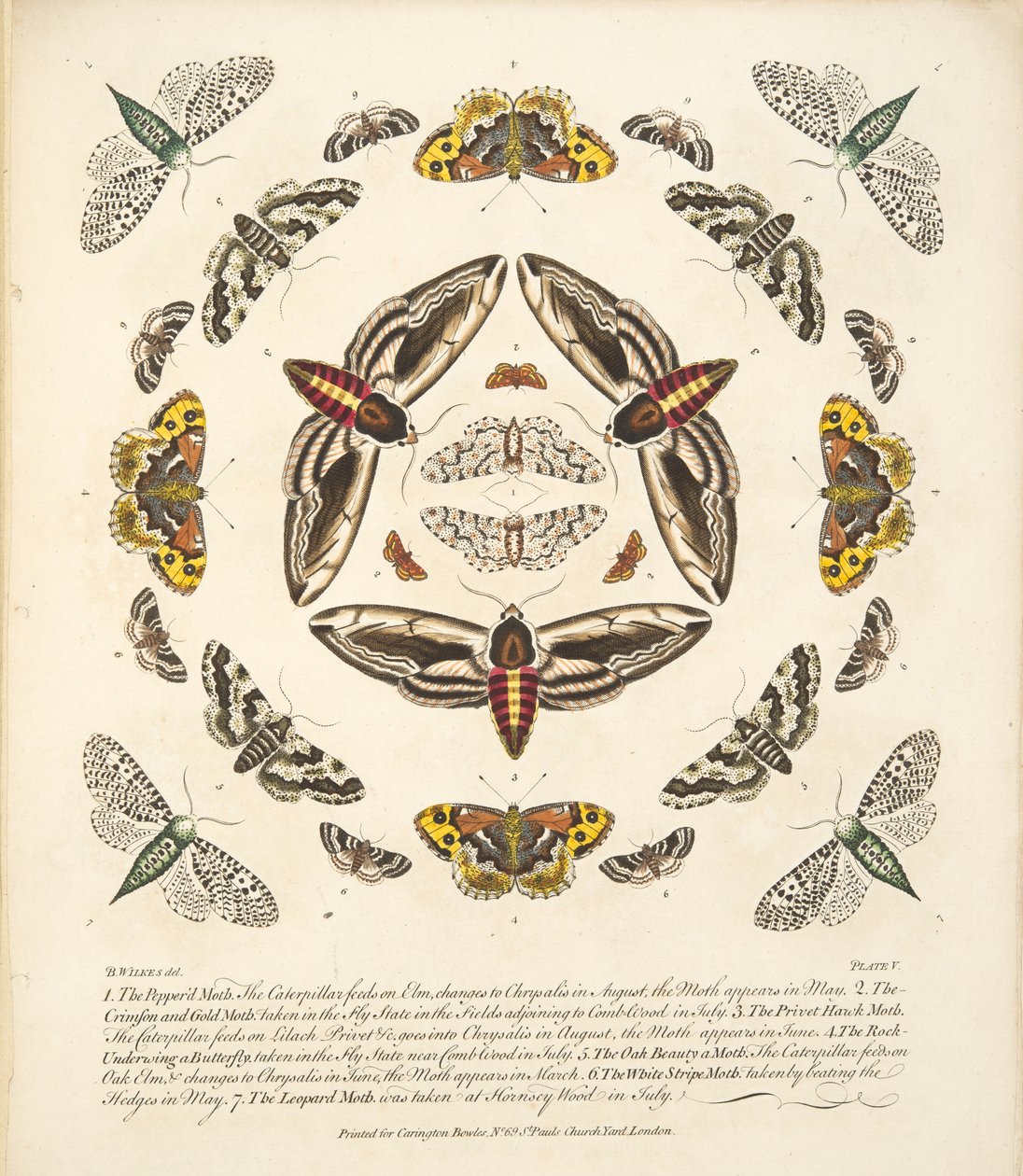 Platta V, från En sällsynt skildring av fjärilar och malar, pub. 1764 (handfärgad gravyr) av Benjamin Wilkes