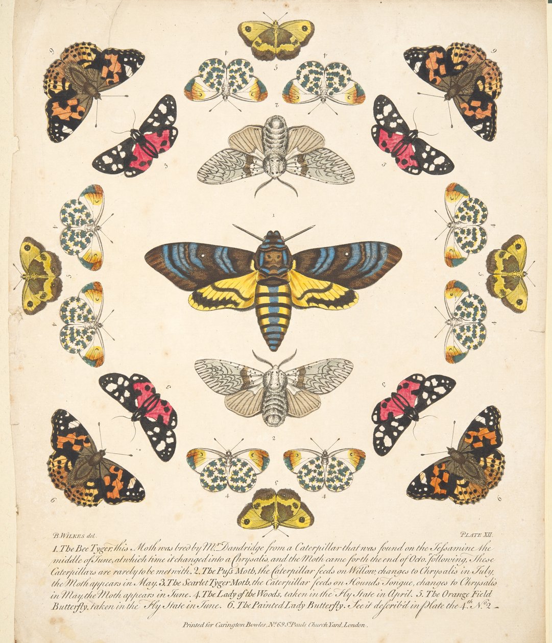 Platta XII, från En sällsynt skildring av fjärilar och malar, pub. 1764 (handfärgad gravyr) av Benjamin Wilkes