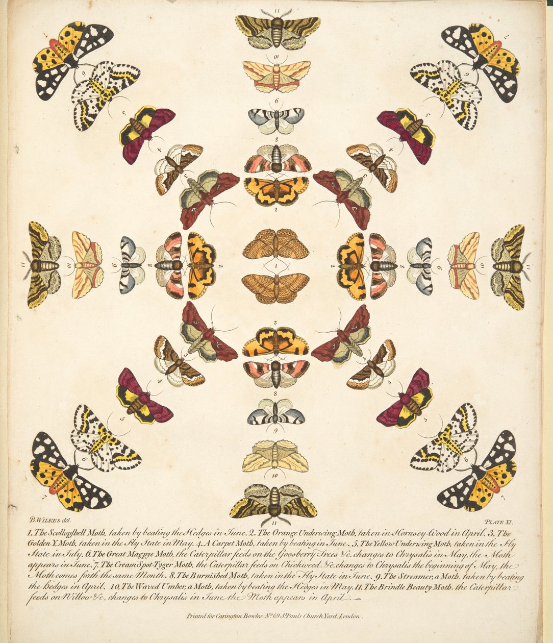 Platta XI, från En sällsynt skildring av fjärilar och malar, pub. 1764 (handfärgad gravyr) av Benjamin Wilkes