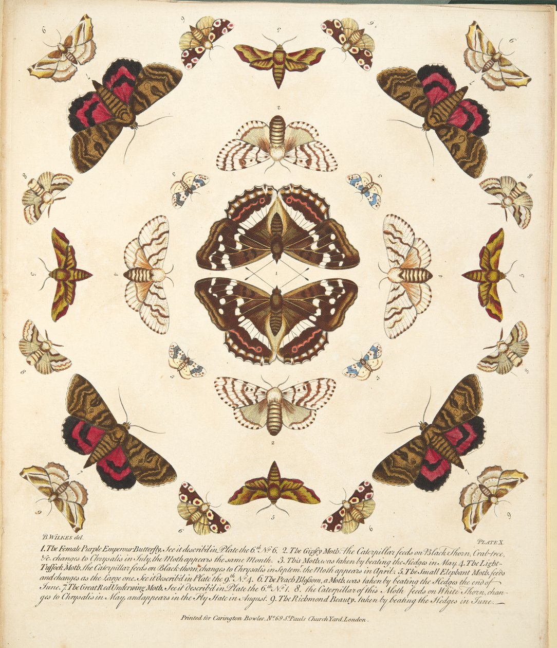 Platta X, från En sällsynt skildring av fjärilar och malar, pub. 1764 (handfärgad gravyr) av Benjamin Wilkes
