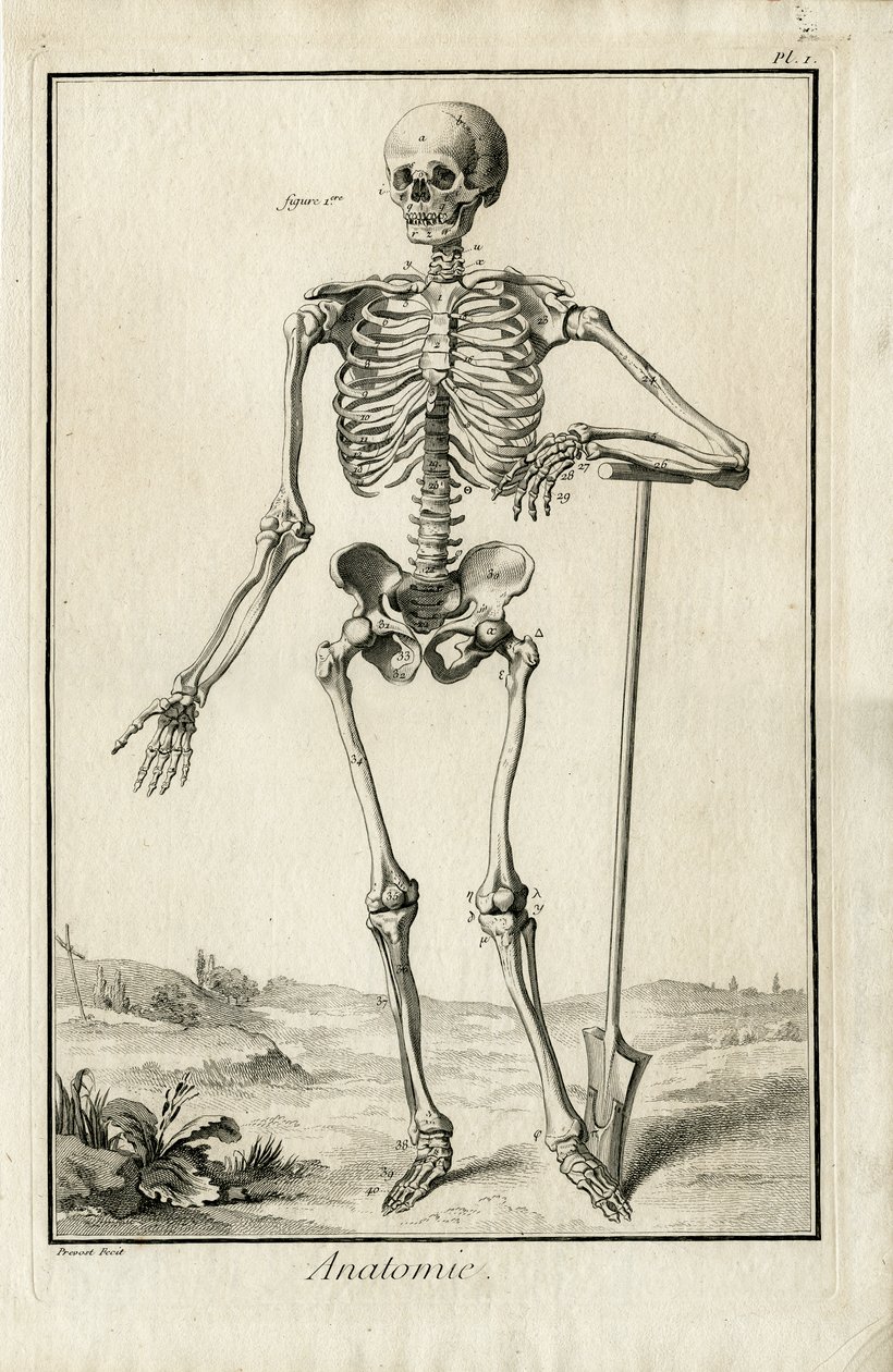 Anatomie - anatomisk undersökning av ett skelett av Benoit Louis Prevost