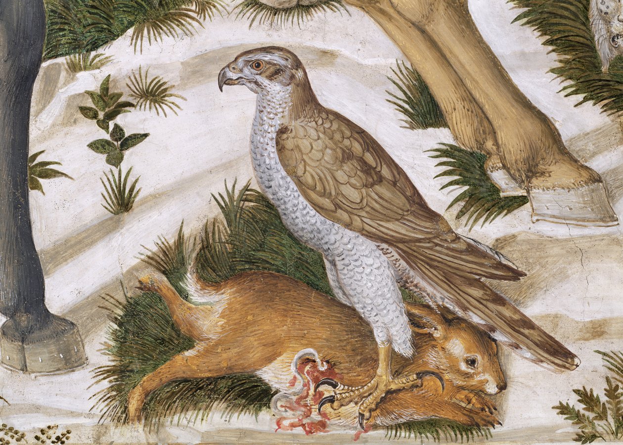 Falk med fången kanin, detalj från Magi-cykeln i kapellet, ca 1460 freskdetalj av 70601 av Benozzo di Lese di Sandro Gozzoli
