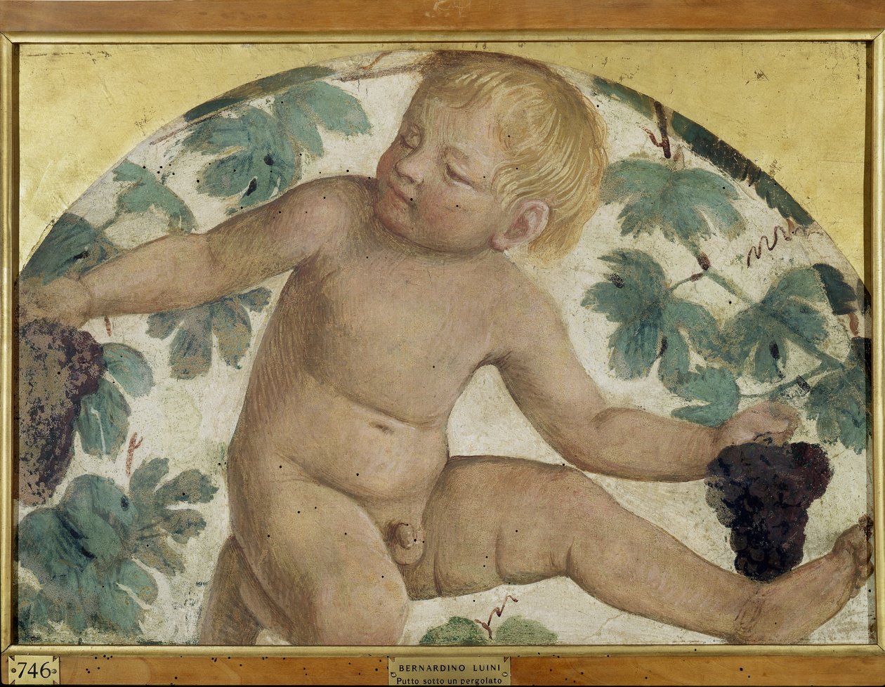 Skörda putti - Putto under en pergola, ca 1514 (fristående fresk ombord) av Bernardino Luini