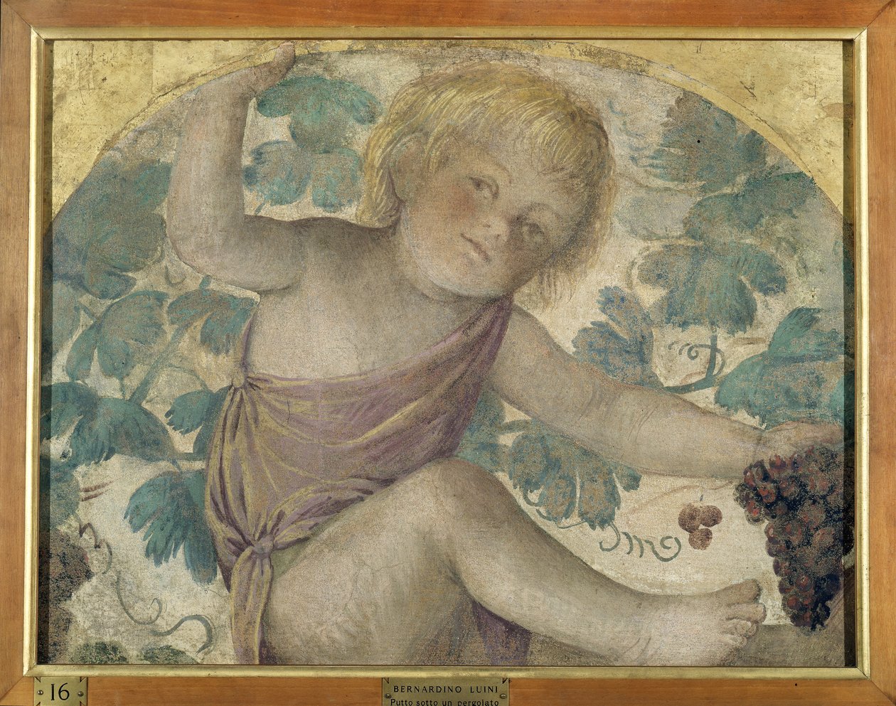 Skörda putti - Putto under en pergola, ca 1514 (fristående fresk ombord) av Bernardino Luini