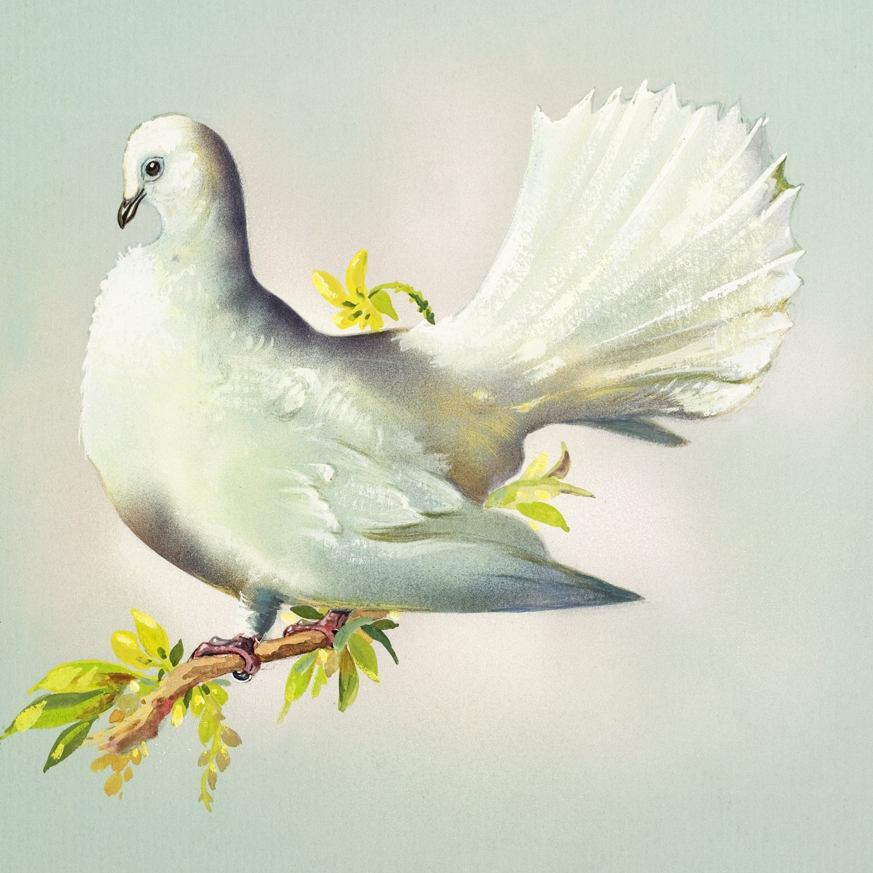 Fantail Dove (gouache på papper) av Bert Illoss